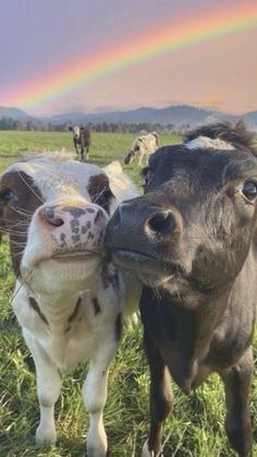 two cows standing next to each other in a field with a rainbow in the background