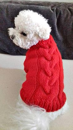 a small white dog wearing a red sweater