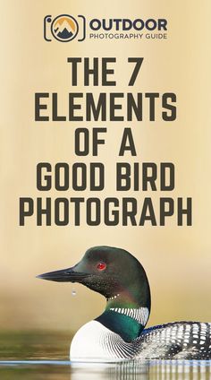 the 7 elements of a good bird photography book with an image of a loon