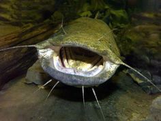 a large fish with its mouth open in an aquarium