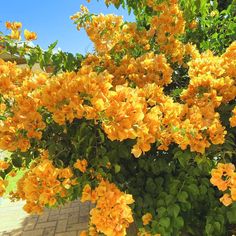 yellow flowers are blooming in the garden