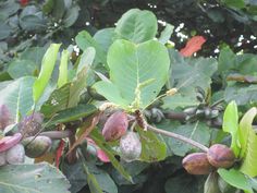 some leaves and nuts are growing on the tree