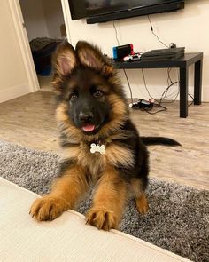 a brown and black dog sitting on top of a carpeted floor next to a tv