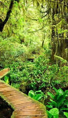 a wooden walkway in the middle of a lush green forest