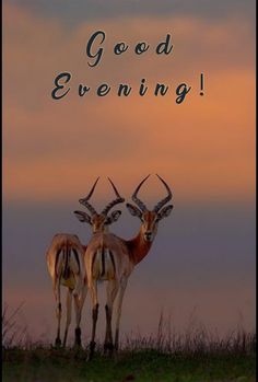 two antelope standing next to each other on a hill with the words good evening