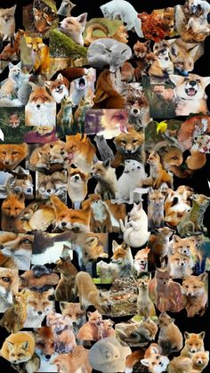 a collage of many different types of dogs