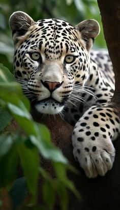 a close up of a leopard on a tree branch