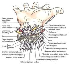 an image of the inside of a human hand with all parts labeled in it's labelings