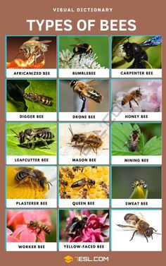 bees and other insects are shown in this poster