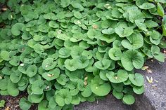 some green plants are growing in the ground