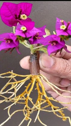 a person holding purple flowers in their left hand and roots on the right side of the frame