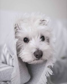 a small white dog wrapped in a blanket