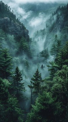 fog in the forest with trees and mountains