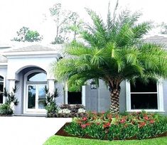 a palm tree in front of a house with landscaping around it and bushes on the lawn