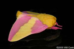 a yellow and pink moth on a black surface with its head turned to the side