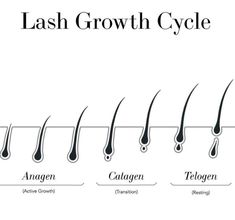 Lash Growth Cycle, Lash Cycle, Lash Manual, Lash Education, Lash Aesthetic, Natural Lash Growth, Bigger Eyes, Lash Training, Lash Tricks