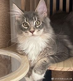 a grey cat sitting on top of a wooden chair next to a round glass bowl