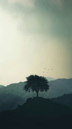 a lone tree sitting on top of a hill