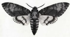 a black and white drawing of a moth