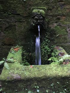 a small waterfall in the middle of a mossy area with plants growing around it