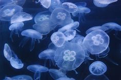 a group of jellyfish swimming in an aquarium