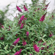 purple flowers are blooming in the garden