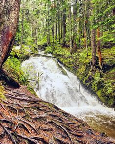 a small waterfall in the middle of a forest filled with lots of trees and roots