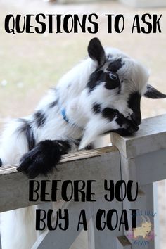 a black and white goat leaning over a fence with the words questions to ask before you buy a goat