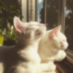 two white cats sitting next to each other on a window sill in front of a potted plant