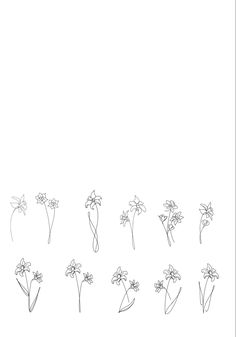 a line drawing of flowers in different stages of blooming from the beginning to the end