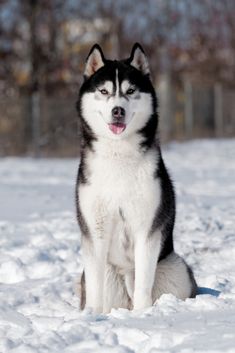 a husky dog sitting in the snow with his mouth open and tongue out, looking at the camera