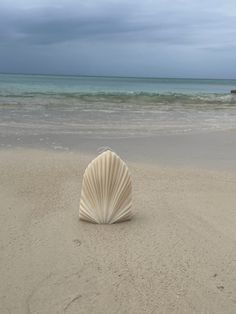 a shell is sitting on the sand at the beach