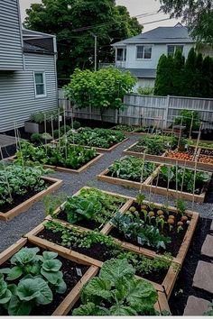 Vege Garden Inspiration, Garden Patch Ideas, Front Yard Food Garden, Tiny Backyard Garden, Garden Planning Ideas, Backyard Vegetable Garden Design, Backyard Veggie Garden, Kitchen Garden Ideas