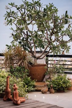 a potted plant sitting on top of a wooden table next to other pots filled with plants