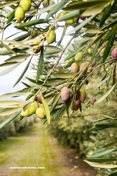 an olive tree filled with lots of fruit