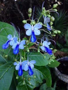 the blue flowers are blooming on the green leaves