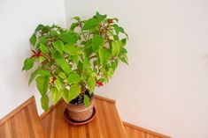 a potted plant sitting on top of a wooden table next to a white wall