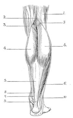 the muscles are labeled in this diagram, and there is also an image of them