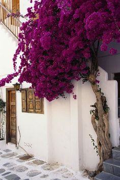 purple flowers are growing on the side of a white building