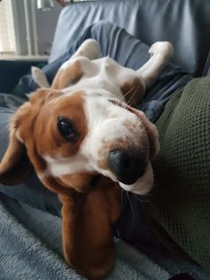 a brown and white dog laying on top of a couch