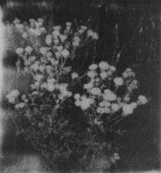 black and white photograph of flowers in a vase