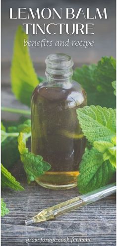 Lemon Balm Benefits, Lemon Balm Uses, Lemon Balm Recipes, Lemon Balm Tincture, Tinctures Recipes, Medicinal Herb, Lemon Benefits, Healing Magic