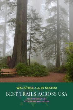 a wooden bench sitting in the middle of a forest next to a tall pine tree