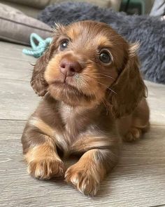 a small brown dog laying on top of a wooden floor