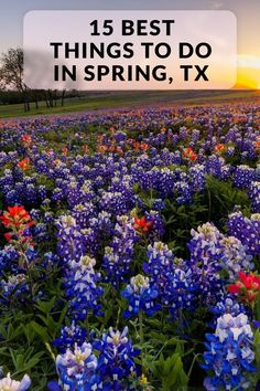 blue and red flowers with the words 15 best things to do in spring, tx