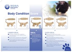 the front and back side of a cat's body condition score sheet with pictures of cats