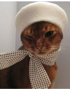 a cat wearing a white hat and bow tie