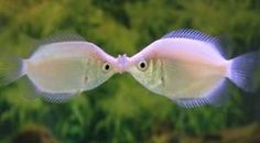 two white fish swimming in an aquarium