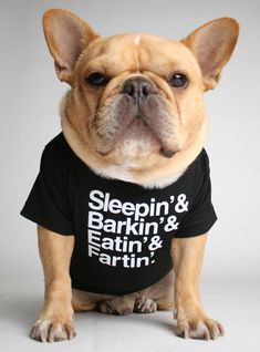 a small dog wearing a black shirt with the word emo kid printed on it