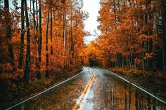 an empty road surrounded by trees with orange leaves on the sides and wet pavement in front